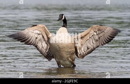 Washington State, Redmond, Lake Sammamish. Kanadas Flügel mit Gänseklatschen Stockfoto