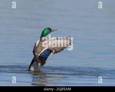 Washington State, Redmond, Lake Sammamish. Männliche Stockente flatternde Flügel Stockfoto