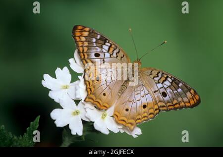 Washington State, Seattle. Schmetterling, weißer Pfau, Fütterung von weißer Verbena-Blume Stockfoto