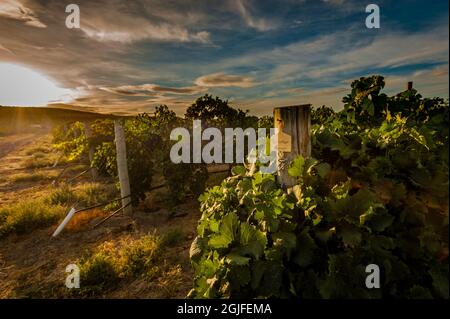 USA, Staat Washington, Pasco. Morgenlicht auf Reihen von merlot vom Sagemoor Vineyard, die für Barrister Winery bestimmt sind. Stockfoto