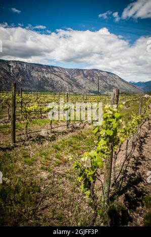 USA, Staat Washington, Lake Chelan. Frühling im Lake Chelan Weinberg. Stockfoto