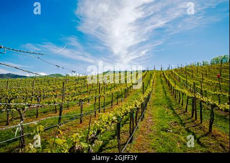 USA, Staat Washington, Lake Chelan. Frühlingswochenende im Lake Chelan Weingut. Stockfoto