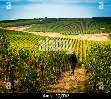 USA, Staat Washington. Der Weinbergmanager geht während der Ernte durch Reihen von Reben im Sagemoor Vineyard. Stockfoto