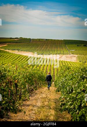 USA, Staat Washington. Der Weinbergmanager geht während der Ernte durch Reihen von Reben im Sagemoor Vineyard. Stockfoto