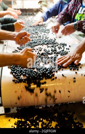 USA, Washington State, Woodinville. Weinarbeiter sortieren während des Crush in einem Weingut in Woodinville Trauben. Stockfoto