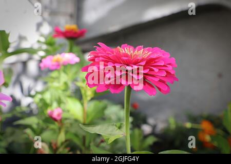 Nahaufnahme einer rosa Zinnienblüte gegen die Blätter Stockfoto