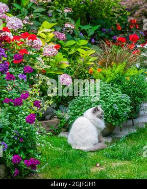 USA, Washington State, Sammamish, Northwest Garden in voller Blüte mit Rag Doll Cat Stockfoto