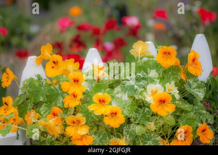 USA, Washington State, Sequim, im Frühsommer blühendes Kapuzinerkreuz und weißer Zaun. Stockfoto