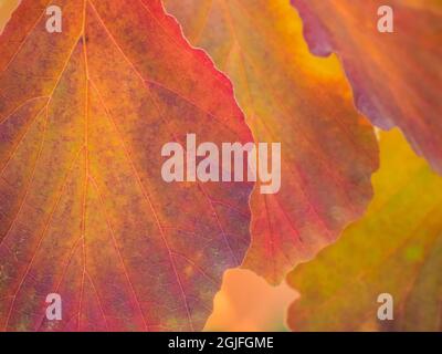USA, Washington State, Sammamish witch hazel leaves with fall color Stockfoto