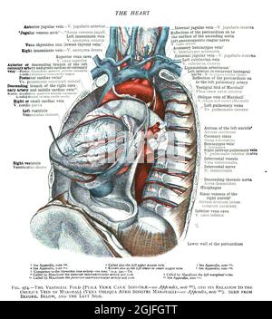 Anatomische Lehrbuchseite aus dem 19. Jahrhundert, die die Struktur des Herzens erklärt Stockfoto