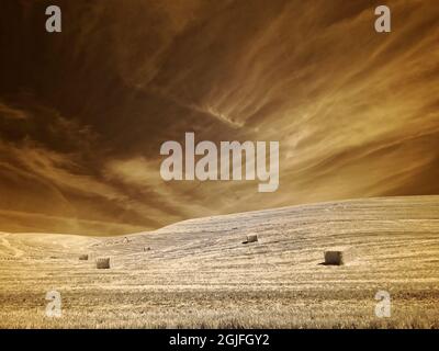 Hay bales in the field after harvest. Stockfoto