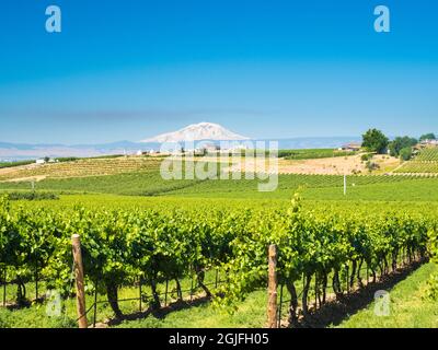 Weinberge mit Mt. Adams im Hintergrund Stockfoto