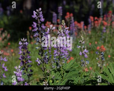 USA, Washington State, Table Mountain, Lupin und Pinsel im Frühling blühen Stockfoto