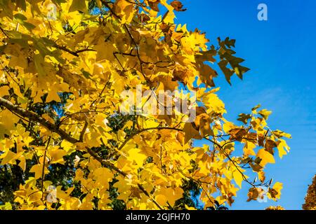 Herbstgelbe Blätter Baum blauer Himmel, Bellevue, Botanischer Garten, Staat Washington Stockfoto