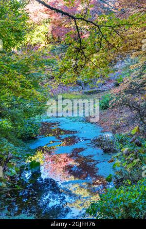 Herbst Bunte Blätter Reflexion, Bellevue, Botanischer Garten, Washington State. Stockfoto