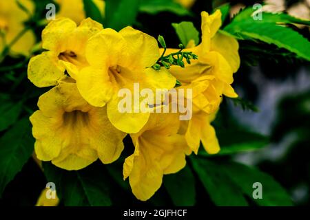 Viele leuchtend gelbe Opal Vining Flowers Blooming Makro Stockfoto