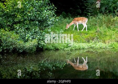 Damhirsche grasen neben einem Fluss mit Reflexion - Bradgate Park, Leicester, Großbritannien Stockfoto