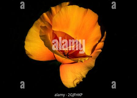 Goldgelber kalifornischer Mohn blüht. Heimische und offizielle State Flower of California Stockfoto