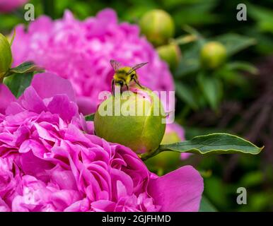 Hummel füttert Nektar, rosa Pfingstrose, Bellevue, Washington State Stockfoto