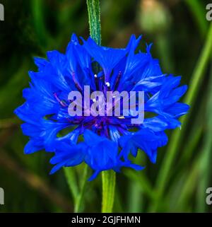 Farbenfrohe blaue Junggesellenbuntknöpfe, Kornblume, blüht. Sie ist in Europa beheimatet und nun auf der ganzen Welt beheimatet Stockfoto