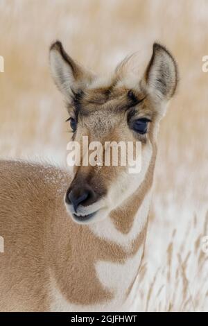 Pronghorn im Winter, Antilocapra americana, Yellowstone National Park, Wyoming. Stockfoto