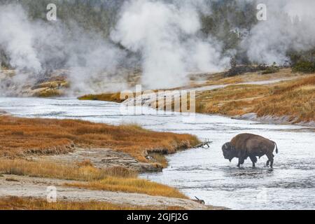 American Bison, überquert den Firehole River, das Upper Geyser Basin, den Yellowstone National Park, Wyoming Stockfoto