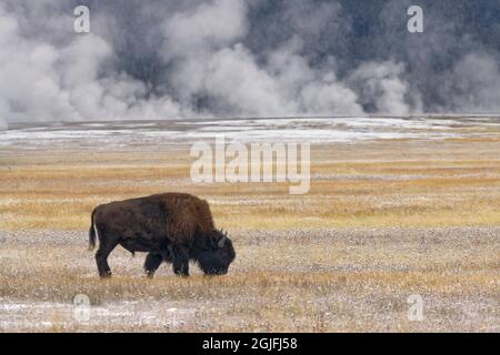 American Bison, Bison Bison Beweiden auf Herbstwiese mit leichtem Schneebefall, Yellowstone National Park, Wyoming Stockfoto