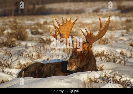 Bull Moose im Schnee, Grand Teton National Park, Wyoming Stockfoto
