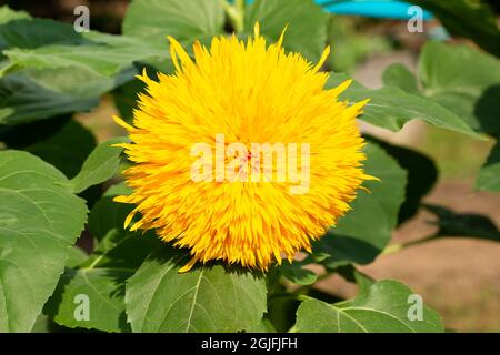 Gelbe Teddybär Sonnenblume in einem Garten Stockfoto