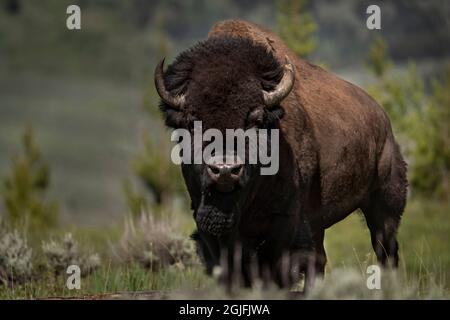 USA, Wyoming, Yellowstone National Park. Nahaufnahme des Bison-Bullen. Stockfoto