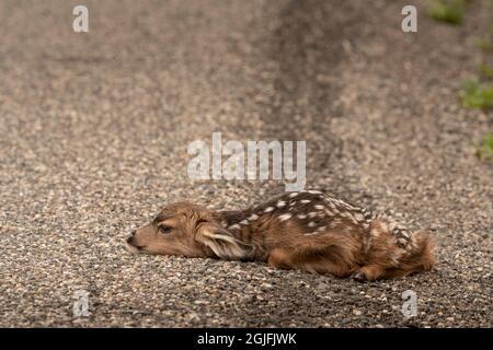 USA, Wyoming, Yellowstone National Park. Das neugeborene Elchkalb liegt auf der Straßenschulter. Stockfoto