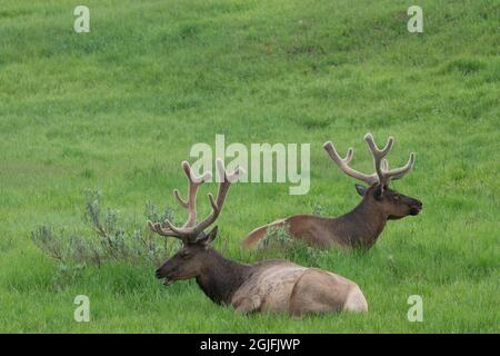 USA, Wyoming, Yellowstone National Park. Paar Elchbullen mit Samt auf wachsenden Geweihen. Stockfoto
