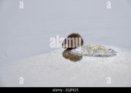 Yellowstone National Park, ein Bisamratt, der auf einem Felsen in einem Teich sitzt. Stockfoto