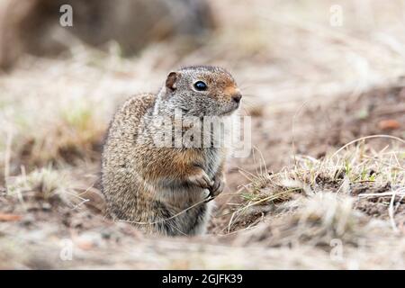 Yellowstone-Nationalpark. Porträt eines Richardsons Ziesel. Stockfoto