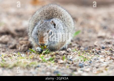 Yellowstone-Nationalpark. Porträt eines Richardsons Ziesel. Stockfoto