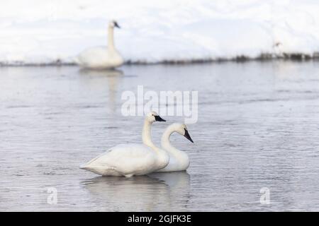 Yellowstone-Nationalpark. Ein Paar Trompeter-Schwäne stehen in den Untiefen des Flusses. Stockfoto