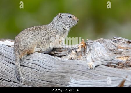 Yellowstone-Nationalpark. Porträt eines Uinta-Eichhörnchens. Stockfoto