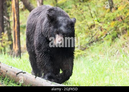 Yellowstone-Nationalpark. Eine große Schwarzbär-Sau geht im grünen Gras des frühen Frühlings spazieren. Stockfoto