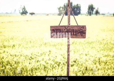 Leere Holztafel und grünes Gras Reisfeld am Himmel Stockfoto