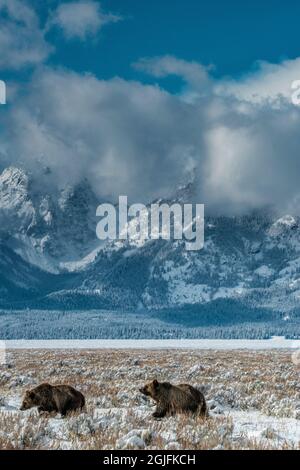 Die Jungen von Grizzly 399 durchstreifen den Grand Teton National Park im Schnee in der Nähe von Jackson Hole, Wyoming Stockfoto