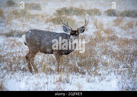 Mule Deer Bucks grasen im Schneesturm, Wyoming. Stockfoto
