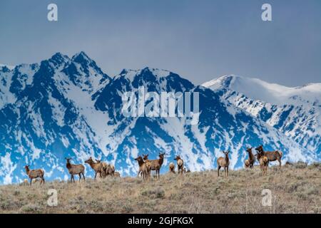 Elchherde grasen vor der Kulisse der verschneiten Teton Mountains, Grand Teton National Park, Wyoming Stockfoto