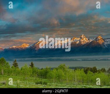 Aspen-Bäume und Sonnenaufgang über den Teton Mountains, Grand Teton National Park vom Bridger-Teton National Forest aus gesehen Stockfoto