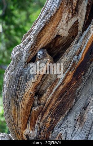 Gelbbauchige Murmeltier findet alten Baumstamm für Burrow, Grand Teton National Park, Wyoming Stockfoto