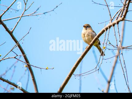 Roadside Hawk - Rupornis magnirostris relativ kleiner Greifvogel, der in Amerika mit Blau auf dem Scheiterhaufen sitzt Stockfoto