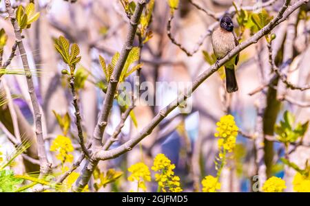 Roadside Hawk - Rupornis magnirostris relativ kleiner Greifvogel, der in Amerika mit Blau auf dem Scheiterhaufen sitzt Stockfoto