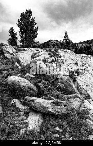 USA, Wyoming. Alpine Zone blick auf Felsbrocken mit Bäumen und Wolken, Beartooth Pass. Stockfoto