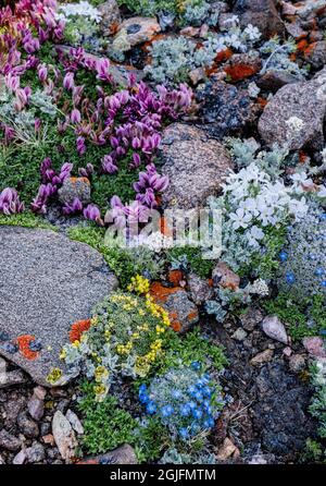 USA, Wyoming. Bunte alpine Wildblumen zwischen Felsen, Beartooth Pass. Stockfoto