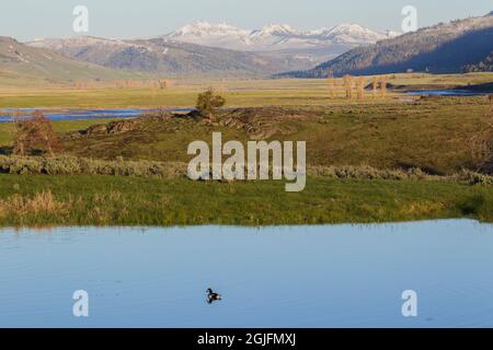 Lamar Valley, Yellowstone-Nationalpark Stockfoto