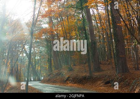 Herbstwaldstraße. Eine leere, einsame Landschaft. Asphaltstraße Serpentin in einer bergigen Gegend. Schöne Herbstlandschaft mit hohen Kiefern, Laub tr Stockfoto